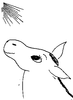donkey